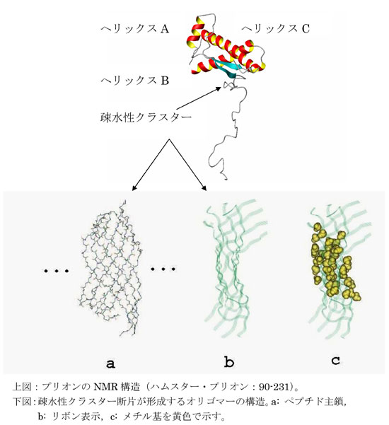 上図：プリオンのNMR構造（ハムスター・プリオン：90-231）。 下図：疎水性クラスター断片が形成するオリゴマーの構造。a: ペプチド主鎖，b: リボン表示，c: メチル基を黄色で示す。  