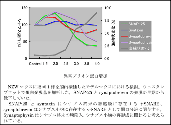 異常プリオン蛋白増加 NZWマウスに福岡1株を脳内接種したモデルマウスにおける検討。ウェスタンブロットで蛋白発現量を解析した。SNAP-25とsynaptobrevinの発現が早期から低下していた。  SNAP-25とsyntaxinはシナプス終末の細胞膜に存在するt-SNARE、synaptobrevinはシナプス小胞に存在するv-SNAREとして開口分泌に関与する。Synaptophysinはシナプス終末の膜陥入、シナプス小胞の再形成に関わると考えられている。   