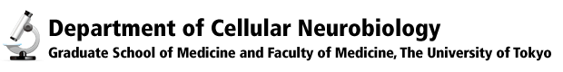 Department of Cellular Neurobiology, Graduate School of Medicine and Faculty of Medicine, The University of Tokyo